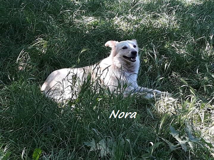 Nora zum Tode verurteilt